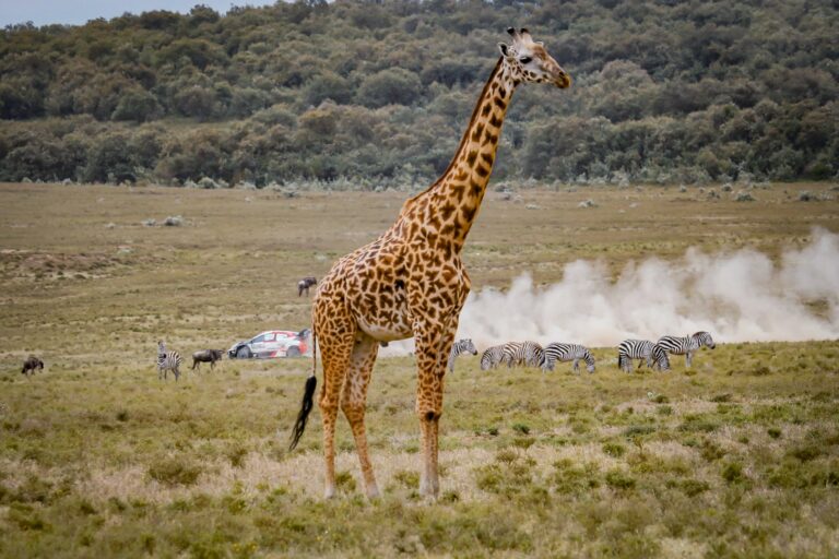 Sébastien Ogier bízik a szerencsében és nyerne Kenyában