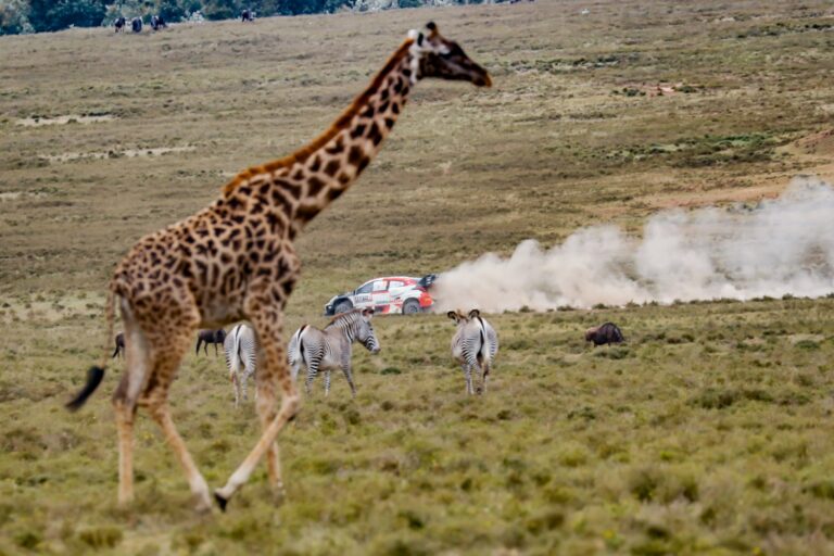 Szafari Rally 2023 – Minden infó egy helyen