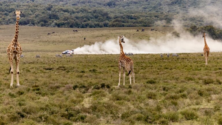 Miért szereti Sébastien Ogier a Szafari Rallyt?