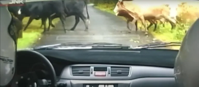 A rallysport leghajmeresztőbb belső felvételei