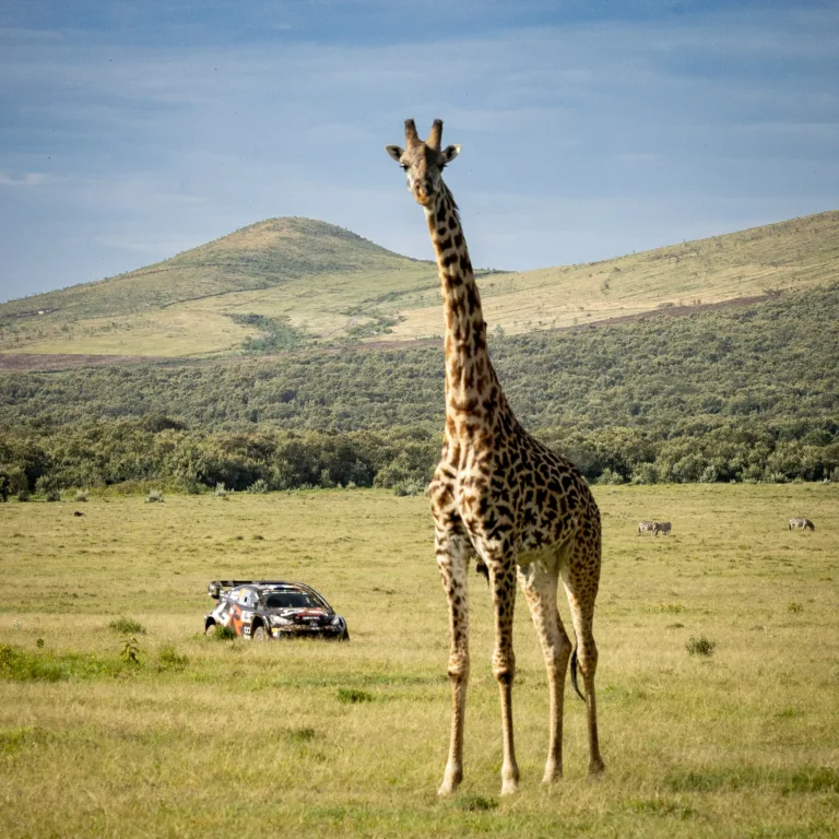 Rovanpera másodszor nyert Kenyában, Neuville növelte előnyét a vb-n