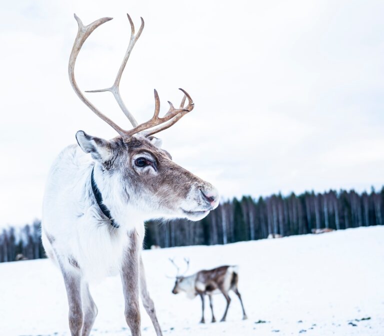 A Svéd Rally szervezői bíznak a jövőbeni megegyezésben a rénszarvastartókkal