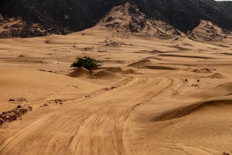 Nézd élőben a szaúdi WRC-futam hivatalos tesztjét